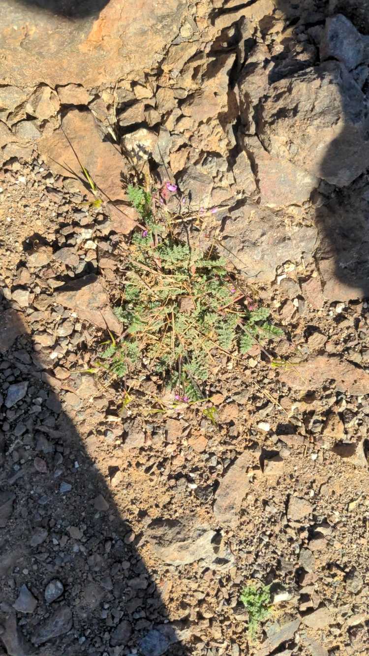 a Redstem stork's bill we passed