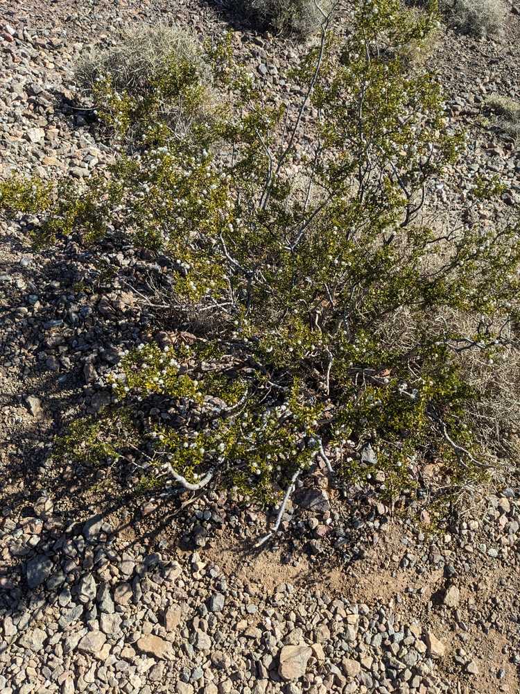 a creosote bush aka chaparral