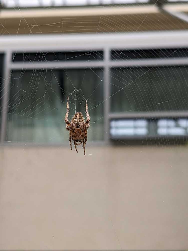 UCLA's Spider Bloom