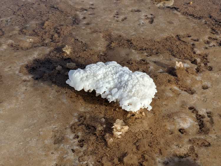 a puddle with a salt crystal