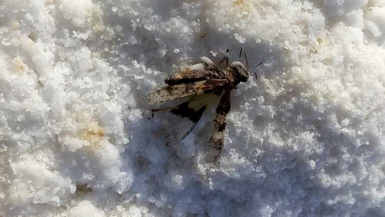 one of many crystallized insects we encountered