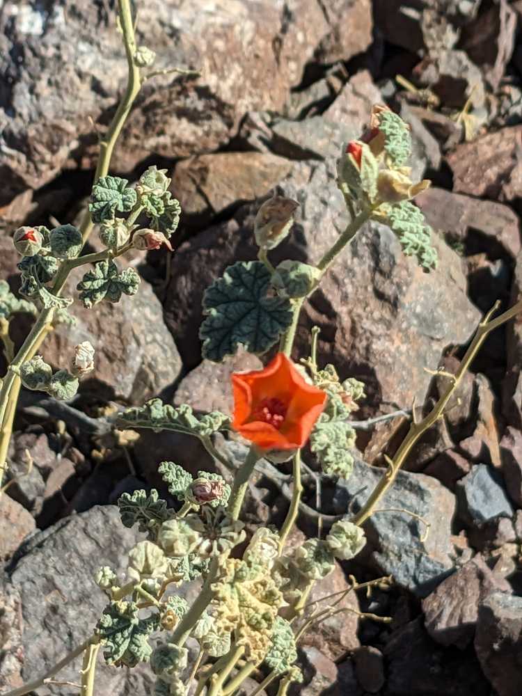 the desert mallow