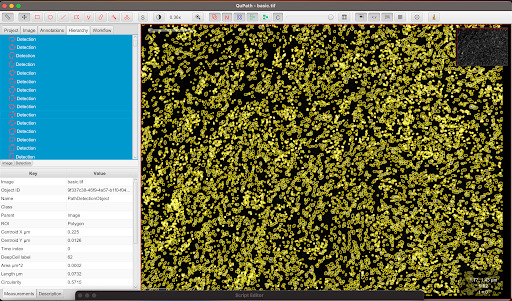 DeepCell-QuPath Pipeline